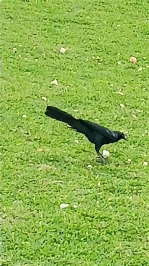 🐦‍⬛A bird eating on the grass🐦‍⬛