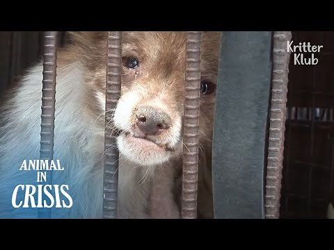 Dogs Locked Up Starving In Metal Cages On A Mysterious Truck And...| Animal in Crisis Ep 284