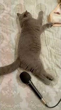 Cat Fart Sound In The Microphone 🎤