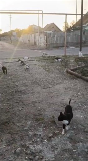 #kediler #pisik #cute #kitten #cat #animals #kedi