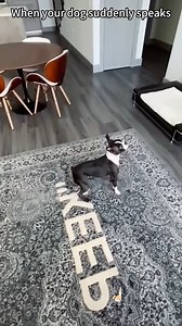 When your dog suddenly speaks Automatic Dog Ball Launcher https://amzn.to/3GBgoVD #dogsoftiktok #dog #dogsofinstagram #dogs #dogsoffacebook | Pup Army