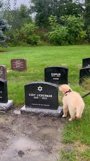 When charlie met his big brother cody… Best way to spend my birthday❤️🥺