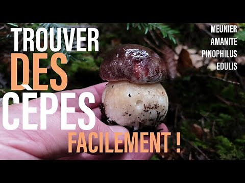Trouver des cèpes facilement ! Meunier + amanite tue-mouches = Cèpes garantis !