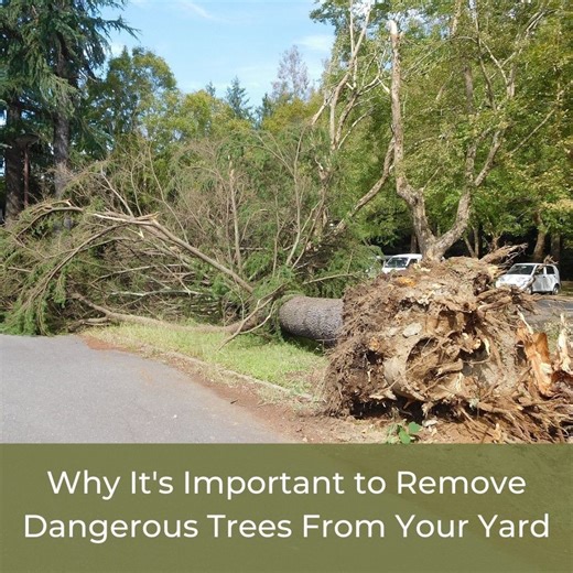 Why It Is Important to Remove Dangerous Trees From Your Yard