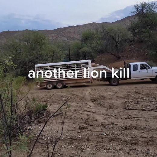 not lion season just dog training #country #Western #ranchlife #arizona #cowboy #ranch #lion