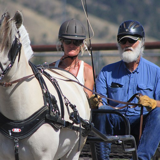Horse Driving Lessons at Sunnyside Farms will get you off on the right foot!