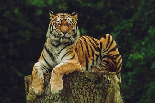 Why do tigers have stripes? The science behind their stunning pattern