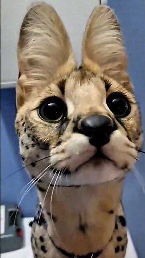 Serval Cat’s Incredible Vertical Leap #wildlife