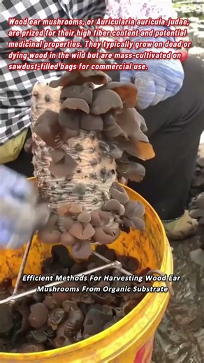 Efficient Methods For Harvesting Wood Ear Mushrooms From Organic Substrate