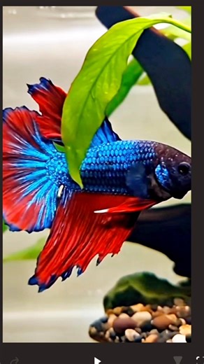 beautiful betta fish aquarium setup #fish #aquarium #bettafish #beautiful #shorts