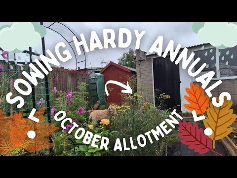 Hardy Annual Planting Guide | October Allotment UK 2025