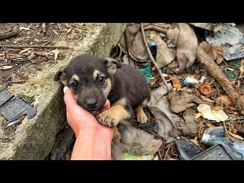 Stray Puppy from Trash Chooses Woman to Be His Mom