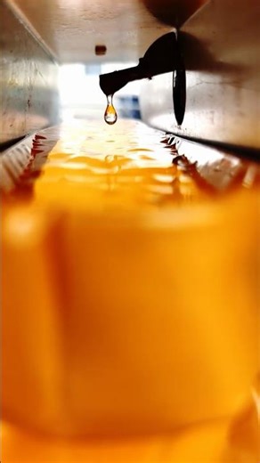 Maple sap bags are overflowing today! #maple #spring #minnesota