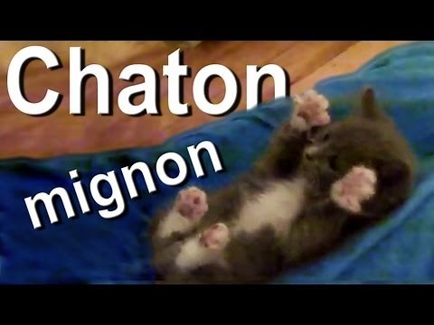CHATON MIGNON - PAROLE DE CHAT