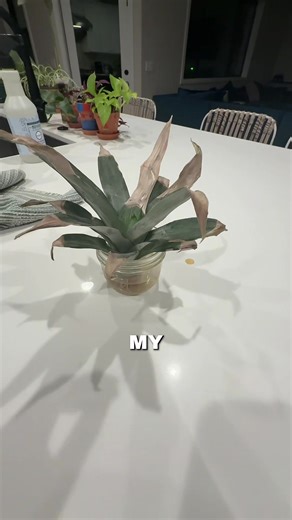 Pineapple Top Rooting: Time to Pot Your Pineapple!