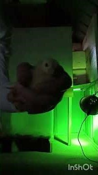 Brooder change #chicken #freerangechickens #backyardchickens #pets #baby #chicksbrooding