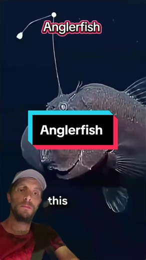 #anglerfish #Poisson #océan #animal #animaux