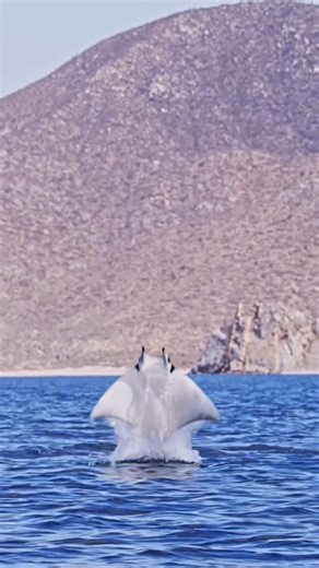 Devil ray | Xploreiq #shorts