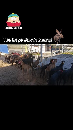 Fast Greyhounds Racing: Thrilling Police Chase