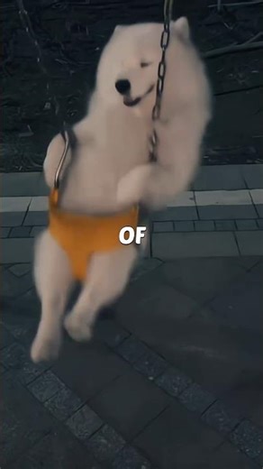 5 Real Reasons Why Dogs Bark—and What You Can Do About It#shortsfeed #petshub #shortsvideo #shorts