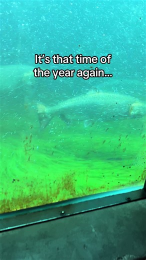 Salmon in the fish ladder at the Ballard locks. 🤩 #toursofseattle #fish #fishing #seattletiktok #salmon #nature #alaskacruise #locks #water #wow #pnwlife #seattle #ballard #spawn