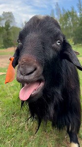 713K views · 28K reactions | Booger the goat has a knack for talking  ViralHog | MetDaan Animals | Facebook