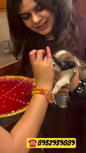 Shih Tzu Puppy New Home Entry | Cute Moments 🐾@Royal_pat#pets#shihtzu#trending#viral#shorts#up