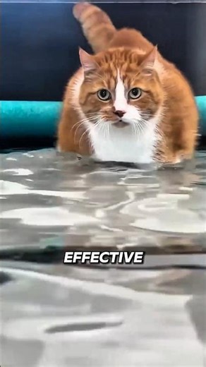 This Helps Overweight Cats Move 😺💧