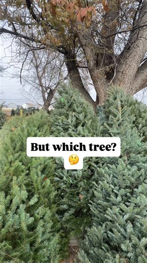 58 reactions · 14 comments | Ever wonder what’s the difference between different types of Christmas trees? | Wissel Farms | Facebook