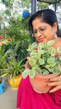 peperomia plants care tips #plants #garden