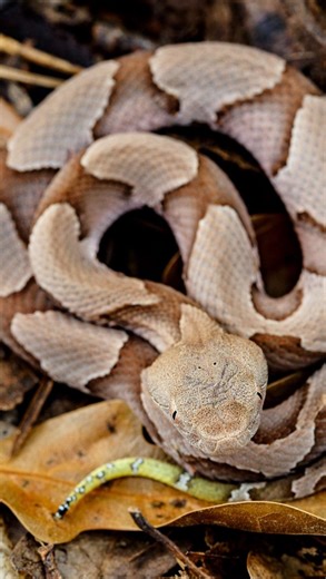 Baby copperheads are out! 🐍 October is peak season for these snakes in Tennessee. Look for yellow-green tail tips in shaded, damp spots and stay alert on trails and in yards. Read more about Copperheads at the link in our bio. #Tennessee #WildlifeSafety #Copperheads #SnakeAwareness #OutdoorSafety #HikingTips #GardenSafety #VenomousSnakes #Nature #FOX17News #LocalNews | WZTV FOX 17 News, Nashville