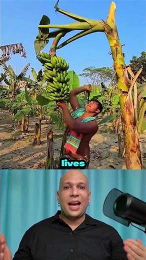Why Farmers MUST Kill Their Banana Trees! 🍌