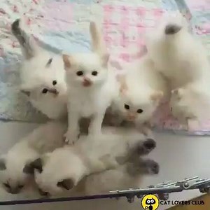 37 reactions | This video will melt your heart  Follow Us : Time Spent With Cats Is Never Wasted | Time Spent With Cats Is Never Wasted | Facebook