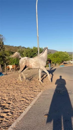 Celebrating Arabian Horses and Passionate Owners