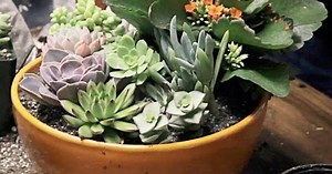 DIY Simple Succulent Container Garden