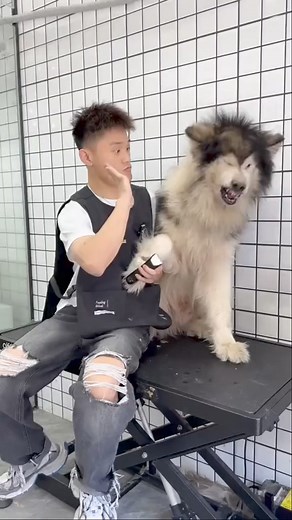 Dog training (part4 ) | DDA7