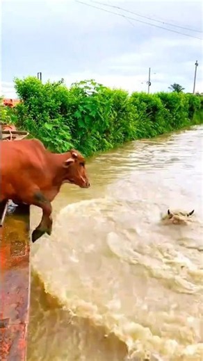 This is how cattle ranchers have to unload their livestock in the Caquetá department #countryside