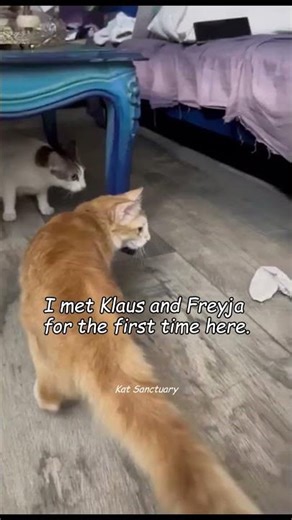 Story of how Bambi, our cutest calico got RESCUED or rather how she rescued us ❤🐱 Story in caption