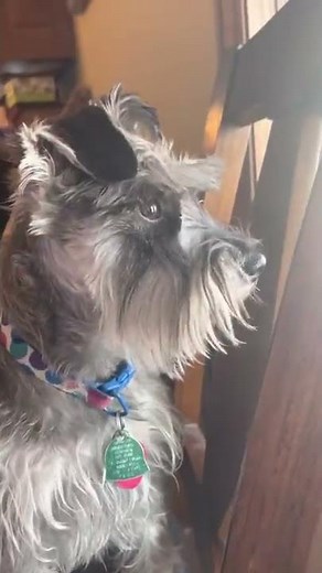 Mini Schnauzer making funny noises