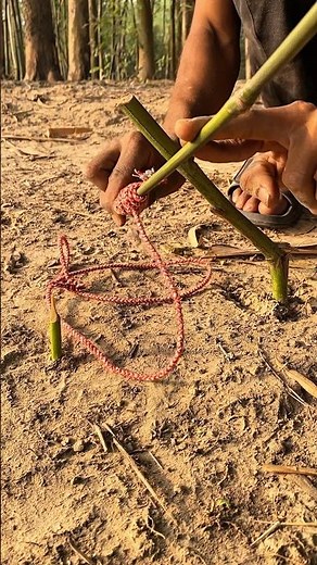 DIY Trap creative: How to create survival trap #trap #survivalskills