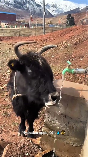 This Yak is Smarter Than Most People! 🤯🐂 Turning on the Tap WITH ITS HORN! #smartanimals