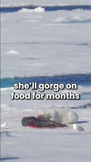 Betty White the Polar Bear