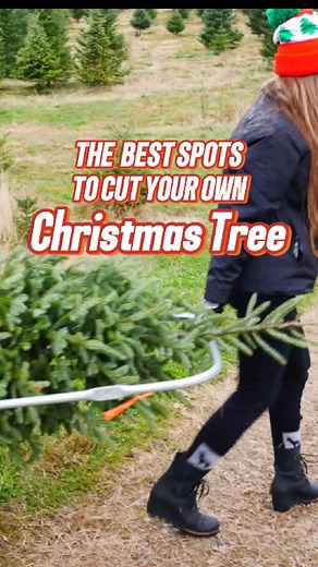7 Magical Massachusetts Spots to Cut Your Own Christmas Tree! 🎄✨ Nothing beats the fresh pine scent and family fun of picking your perfect tree straight from the farm. Massachusetts has tons of choose-and-cut spots—here are six gems to kick off your holiday magic. Grab your saw and head out! 1. Vandervalk Farm and Winery (Mendon) – A great winery and giant Santa Stature, (Location featured in video). http://www.vamdervalkfarm.com/ 2. Hansen’s Tree Farm (Haverhill) – Family-run since 1954, with 