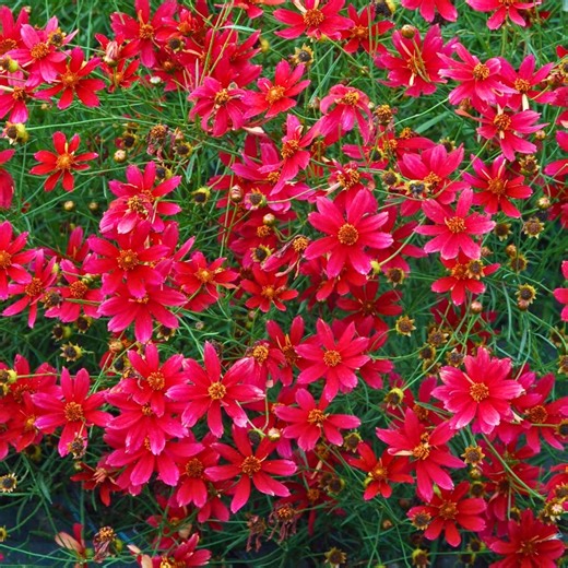 Red Plains Coreopsis Seeds 100pcs, Burgundy Wildflower Tall Coreopsis Tinctoria - Etsy