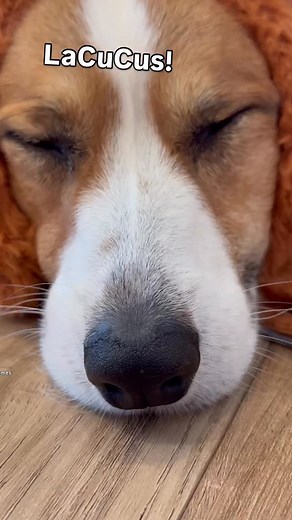 98 reactions · 5 comments | Yasss! We got some cute costumes…the LaCuCu! You know the Corgi labubu of course. 殺殺殺 Happy Halloween to all the pawrents getting their cuties in costumes this year! If not for a super Adorbs pic, right?  #happyhalloween #cutecorgis #corgisofig #dogsincostumes #labubu #funnyanimalvideos | Three Corgis | Facebook