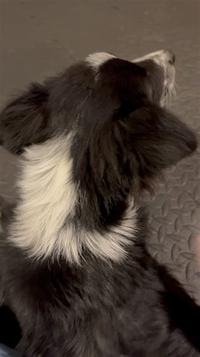 1K views | Filbert insists on remaining in his leggy teenage phase for just a little longer.  He’s literally growing UP. ⬆️ | Red Dirt Dog Training, LLC | Facebook