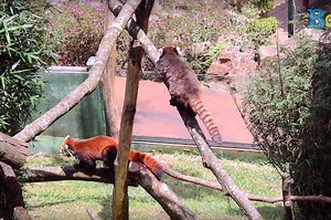 Sama-sama Menggemaskan, Ini Bedanya Red Panda dan Giant Panda - Bobo