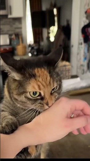 Dogs vs. Cats: How do they really see us?