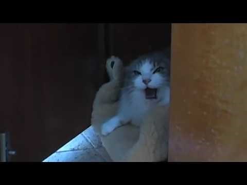 Very very angry cat attacks!