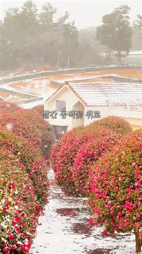 겨울 제주 동백꽃의 아름다움과 추천 여행 코스